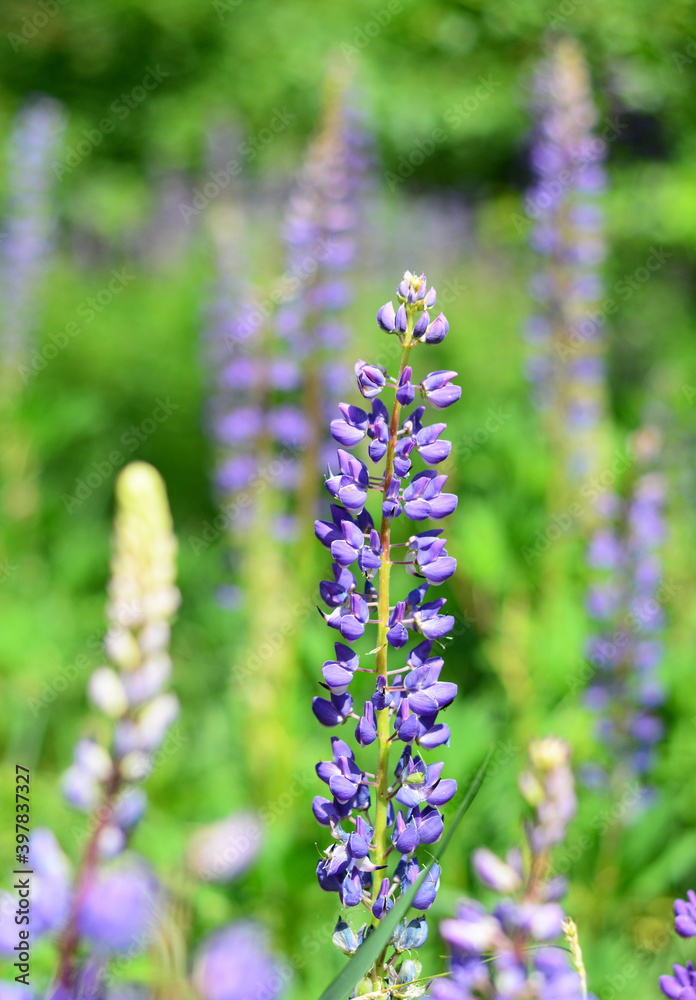 A close-up of a lupinus polyphyllus blooming flower with blurring purple lupines, bluebonnets in the background. A close-up of a lupinus polyphyllus blooming flower with blurring purple lupines, bluebonnets in the background.