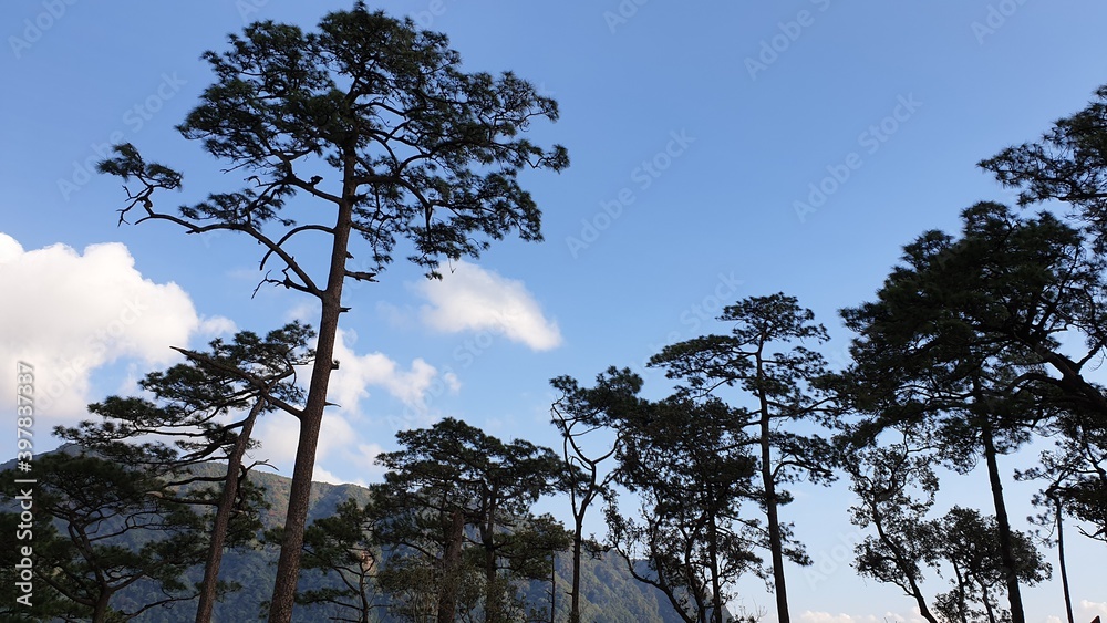 Forest, Trees, Blue, Sky, and Sunlight Forest, Trees, Blue, Sky, and Sunlight