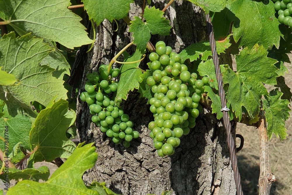 Grapevine in early summer, close up view
