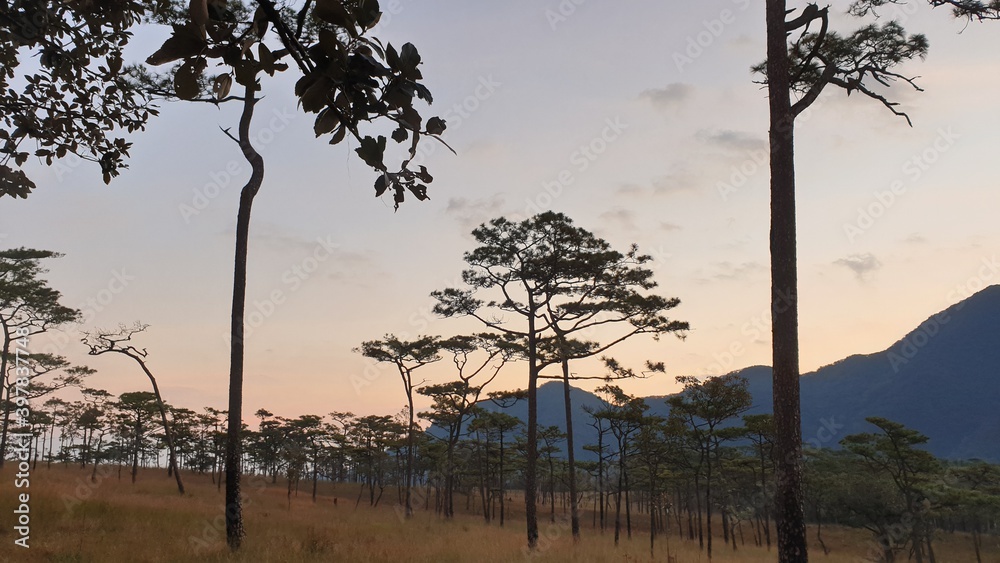 Obraz premium Forest, Trees, Blue, Sky, and Sunlight