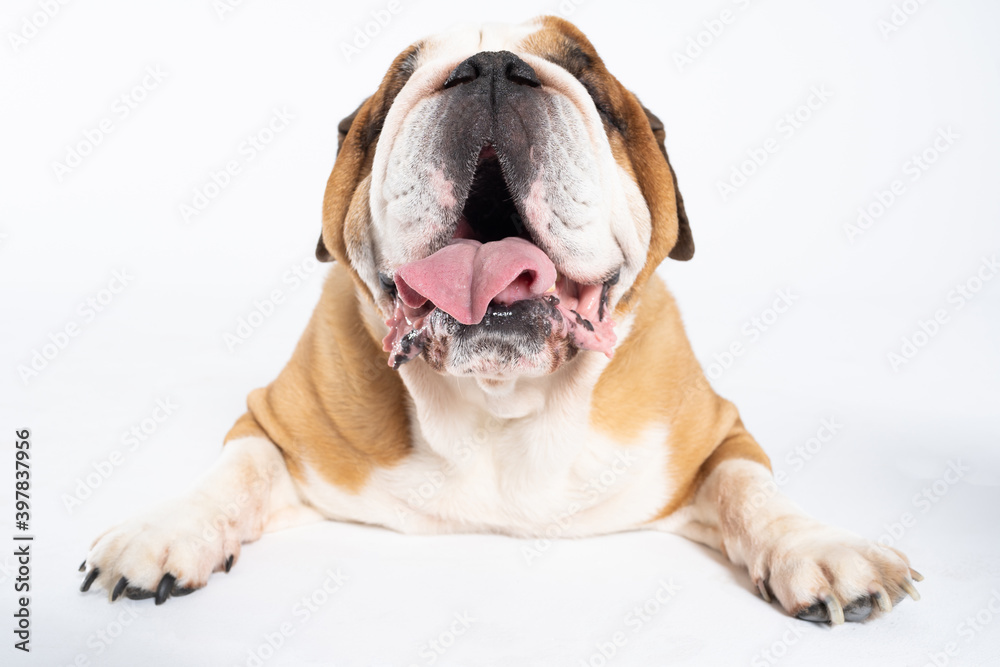 Obraz premium An English Bulldog is lying with its mouth open on a white background. The English Bulldog is a purebred dog with a pedigree. The breed of dog belongs to the moloss group.