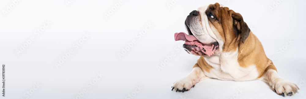 An English Bulldog is lying with its mouth open on a white background. The English Bulldog is a purebred dog with a pedigree. The breed of dog belongs to the moloss group. Panoramic frame. An English Bulldog is lying with its mouth open on a white background. The English Bulldog is a purebred dog with a pedigree. The breed of dog belongs to the moloss group. Panoramic frame.