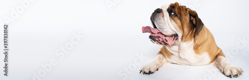 An English Bulldog is lying with its mouth open on a white background. The English Bulldog is a purebred dog with a pedigree. The breed of dog belongs to the moloss group. Panoramic frame.