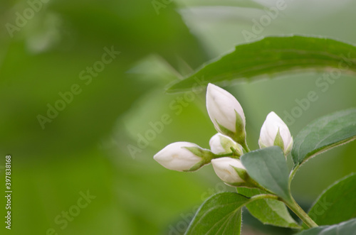 Closeup of white jasmine buds isolated on a green blurred background with copy space; soft focus