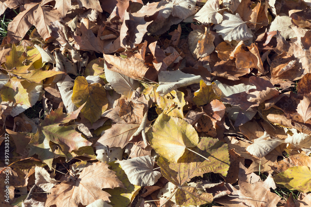 Texture of dry leaves on the lawn.