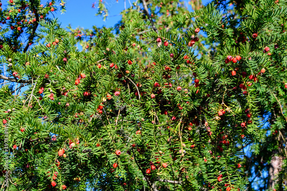 Many small vivid green leaves and red poisonous fruits of Thuja coniferous tree, commonly known asarborvitaes, thujas or cedars in a garden in a sunny summer day. Many small vivid green leaves and red poisonous fruits of Thuja coniferous tree, commonly known asarborvitaes, thujas or cedars in a garden in a sunny summer day.