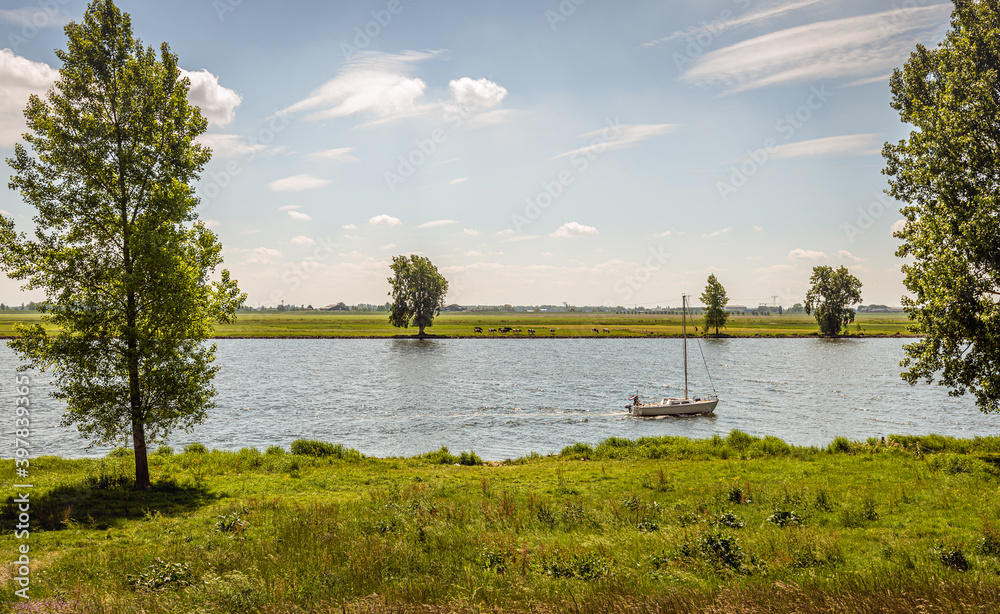 Fototapeta premium Sailing yacht sails with lowered sail on the river through a Dutch landscape with cows in the meadow. The photo was taken in spring at the Bergsche Maas river in the province of Noord-Brabant.