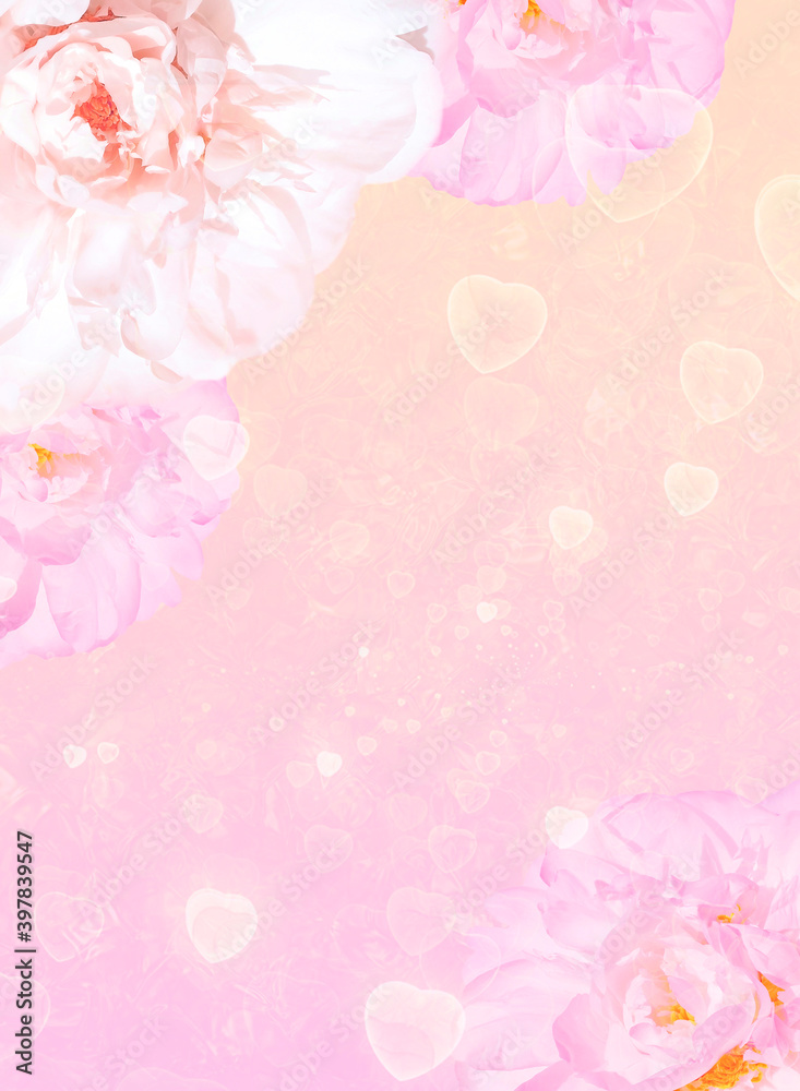 Beautiful peonies on a blurred background with bokeh effect. Valentine's day, birthday - concepts