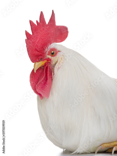 portrait rooster isolated on white background