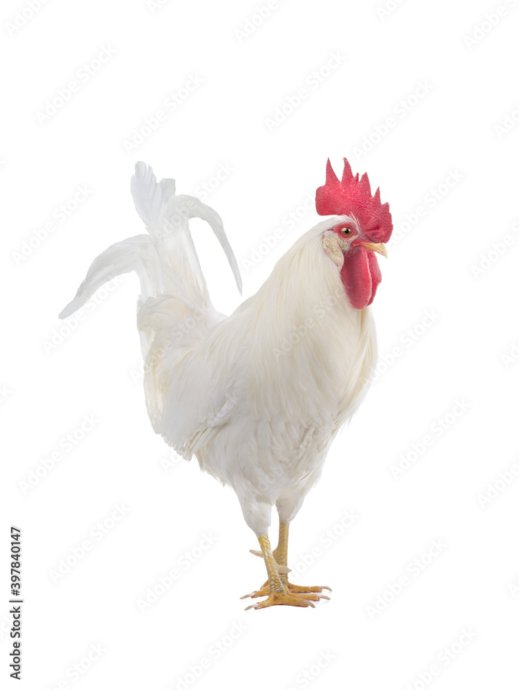 Fototapeta premium walking rooster isolated on white background