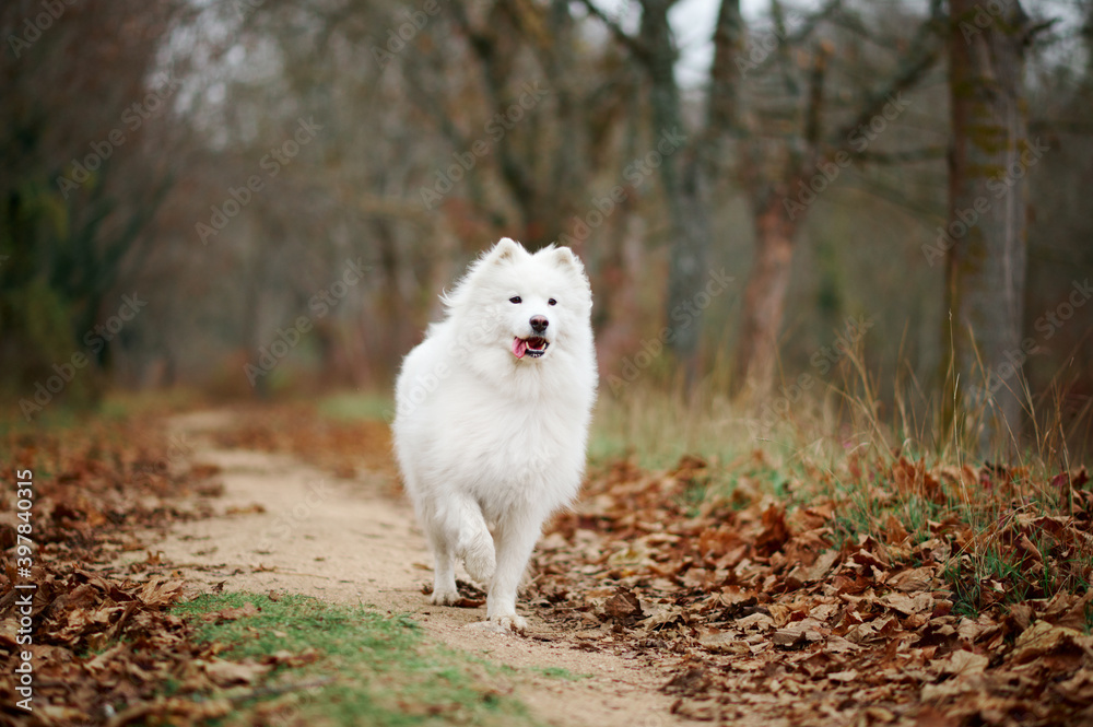 A Samoyed dog is walking by trail in the autumn park. White fluffy purebred dog outdoors. A Samoyed dog is walking by trail in the autumn park. White fluffy purebred dog outdoors.