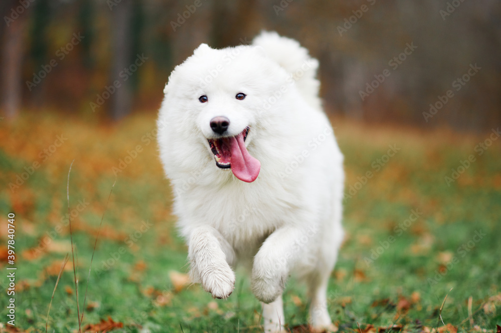 A Samoyed dog is running fast in the autumn park. White fluffy purebred dog shotted in a jump outdoors.
