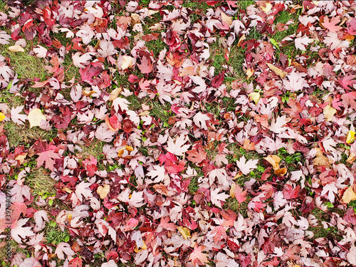 Red Fallen leaves in Autumn 