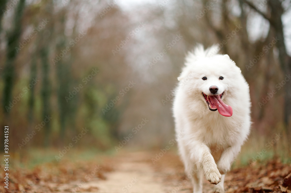 A Samoyed dog is running fast in the autumn park. White fluffy purebred dog shotted in a jump outdoors. A Samoyed dog is running fast in the autumn park. White fluffy purebred dog shotted in a jump outdoors.