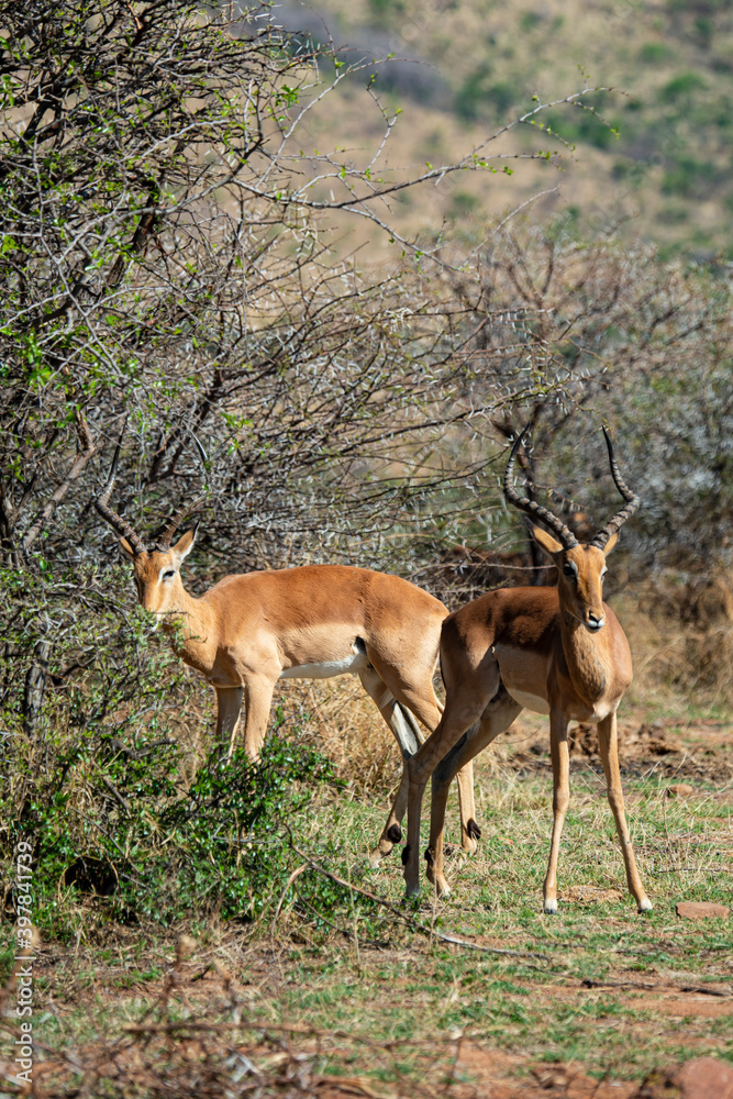 Impala, mâle, Aepyceros melampus Impala, mâle, Aepyceros melampus