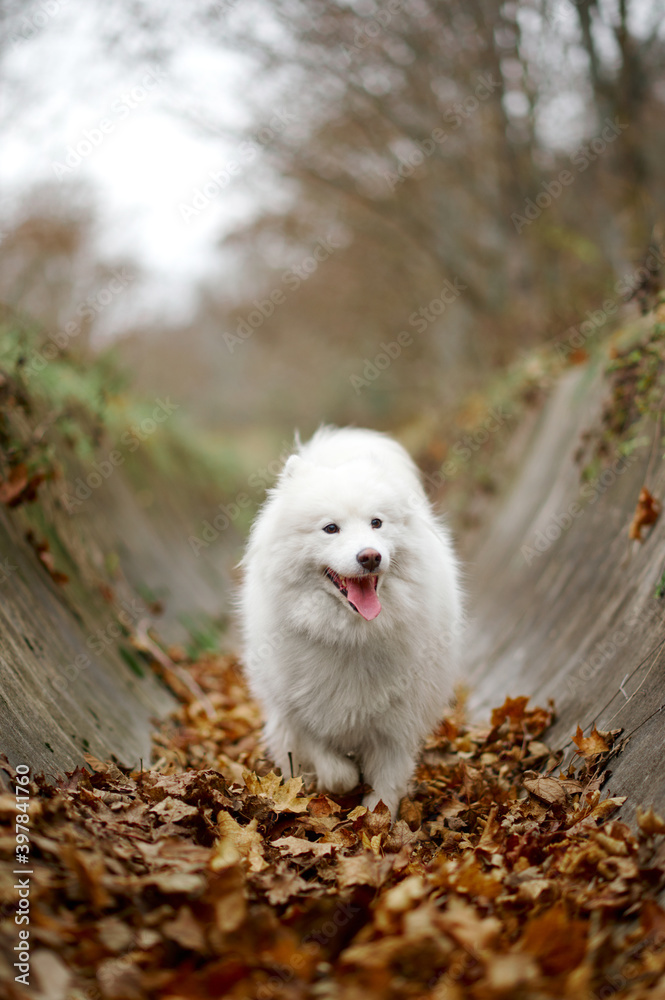 Fototapeta A Samoyed dog is sitting in the autumn park. White fluffy purebred dog outdoors. Cute breed puppy