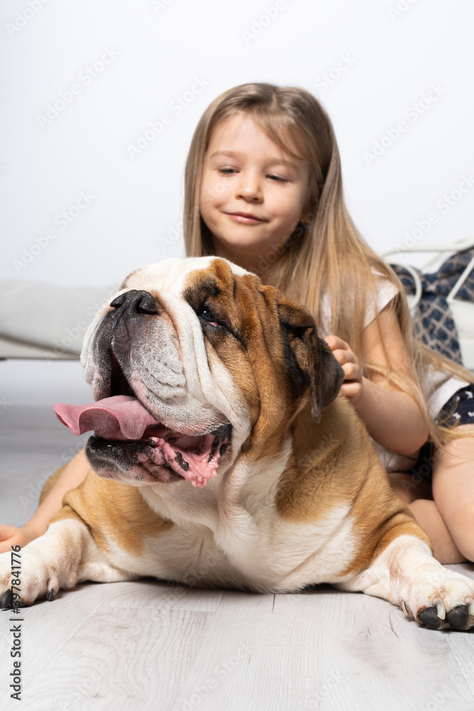 Fototapeta A young girl in a bedroom, sitting on the floor with her dog and stroking him. Child and dog. The English Bulldog is a purebred dog with a pedigree.