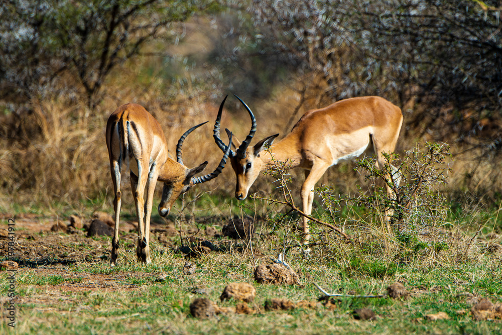 Impala, mâle, Aepyceros melampus Impala, mâle, Aepyceros melampus
