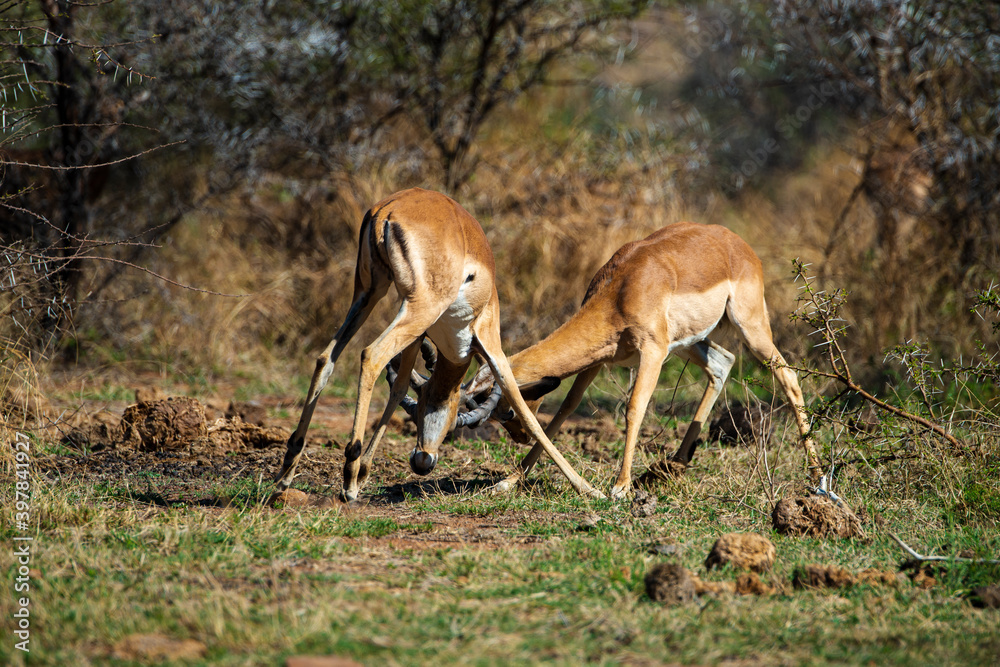 Impala, mâle, Aepyceros melampus Impala, mâle, Aepyceros melampus
