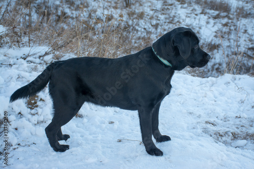 Black Labrador dog peering into the distance