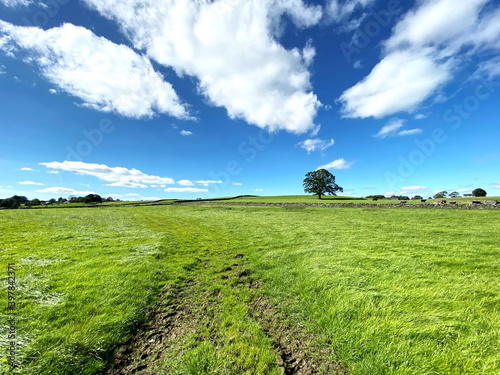 Rural scene, with an extensive field, and trees on the horizon in, Fewston, Harrogate, UK photo