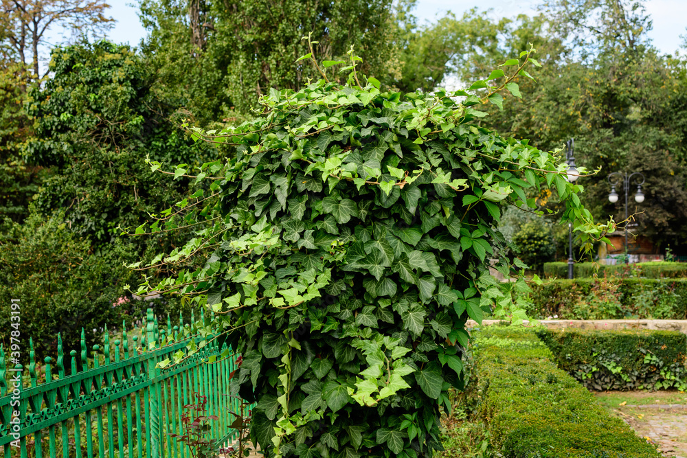 Background with many green leaves of Hedera helix, the common ivy, English or European ivy plant in an autumn garden, beautiful outdoor monochrome background. Background with many green leaves of Hedera helix, the common ivy, English or European ivy plant in an autumn garden, beautiful outdoor monochrome background.