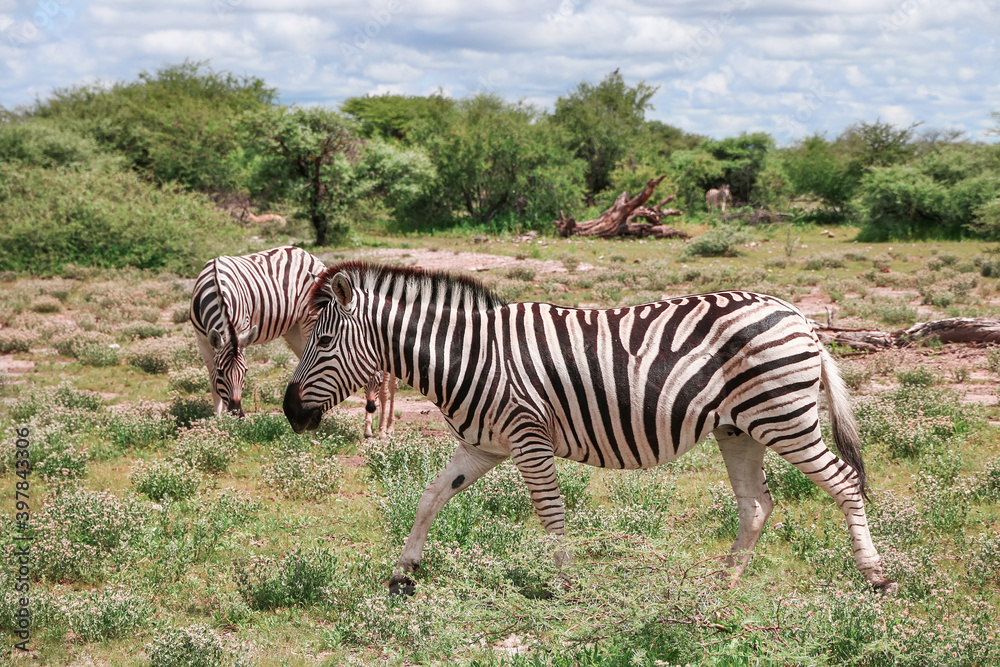 Fototapeta premium Zebra