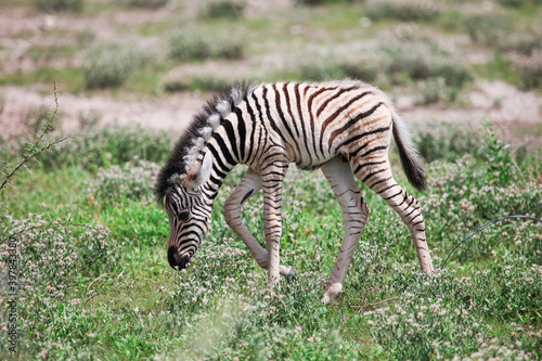 Zebra cub