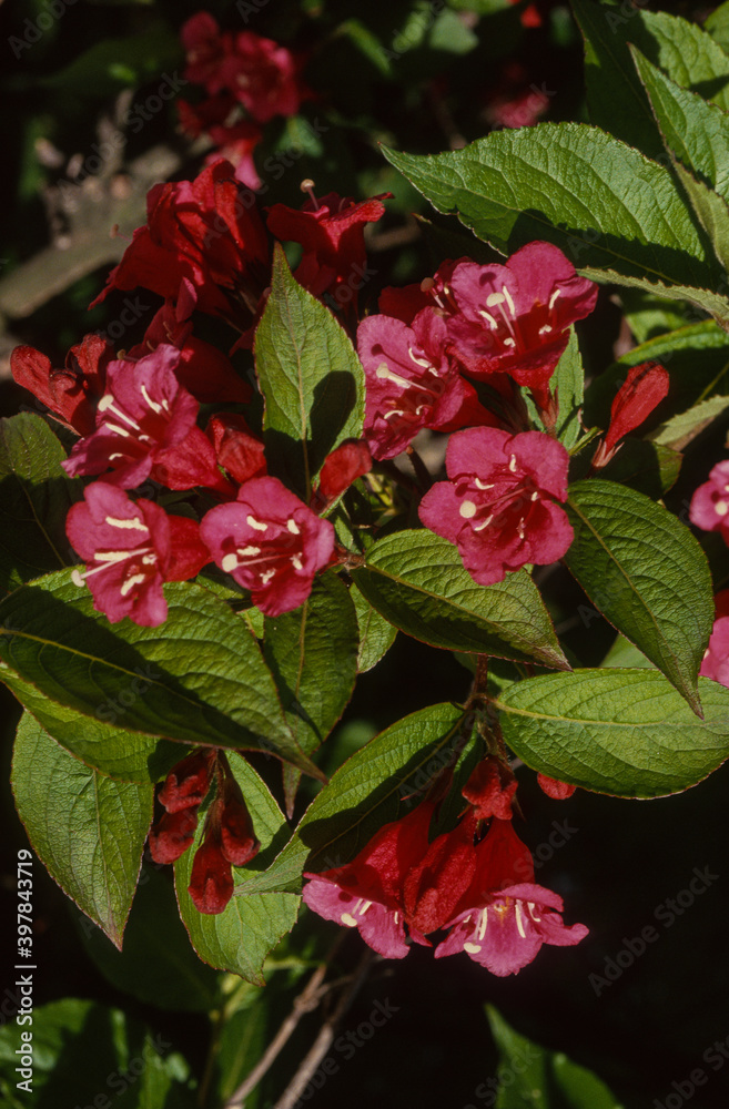 Weigelia, florida purpureis 'Bristol Ruby' Weigelia, florida purpureis 'Bristol Ruby'
