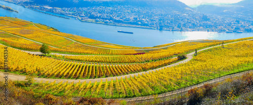 Panorama Weinreben vor Rhein photo