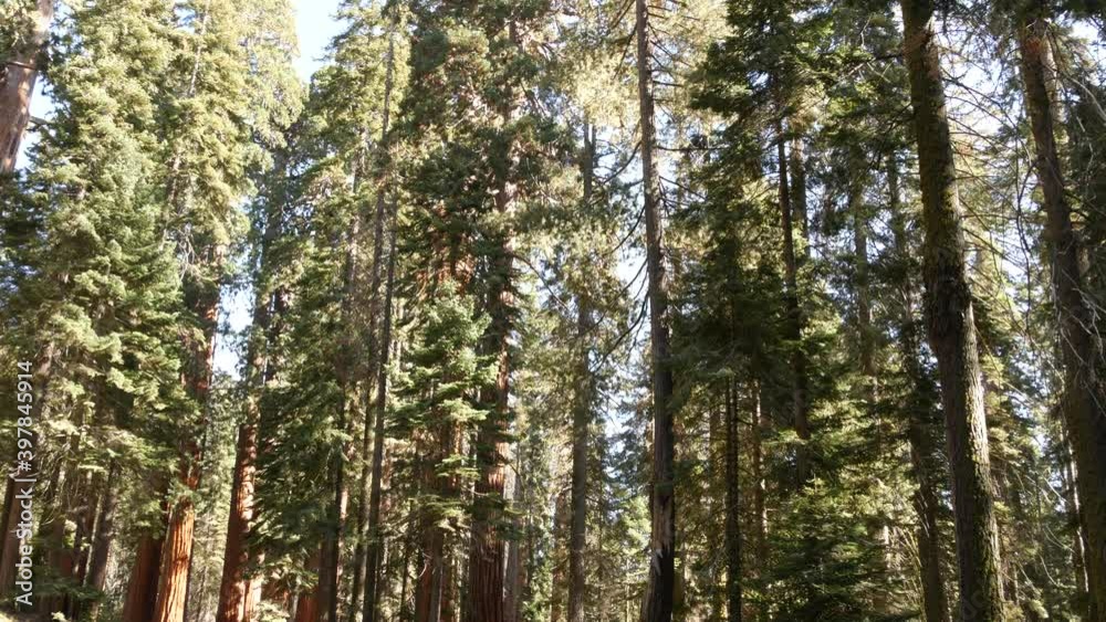 Sequoia forest, redwood trees in national park, Northern California, USA. Old-growth woodland near Kings Canyon. Trekking and hiking tourism. Unique lagre coniferous pines with massive tall trunks. Sequoia forest, redwood trees in national park, Northern California, USA. Old-growth woodland near Kings Canyon. Trekking and hiking tourism. Unique lagre coniferous pines with massive tall trunks.