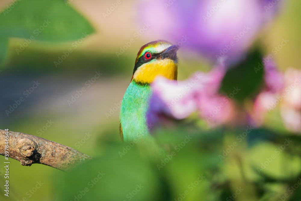 Fototapeta premium beautiful bird among flowers and greenery