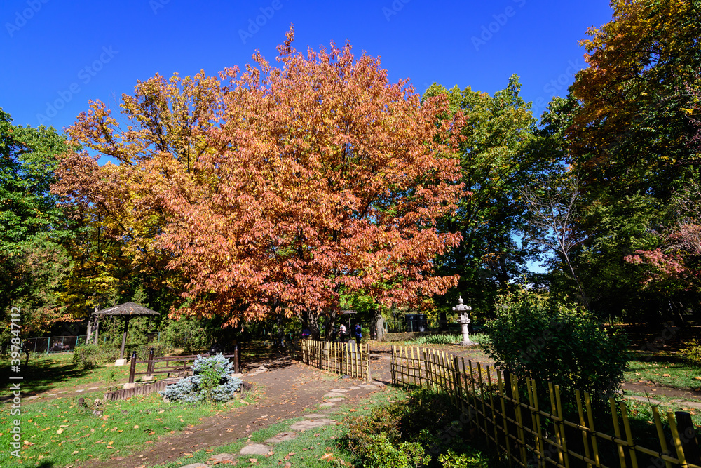 Naklejka premium Minimalist monochrome background with large red and orange leaves on branches of oak trees in the Japanese Garden from Herastrau Park in Bucharest, Romania, in a sunny autumn day.
