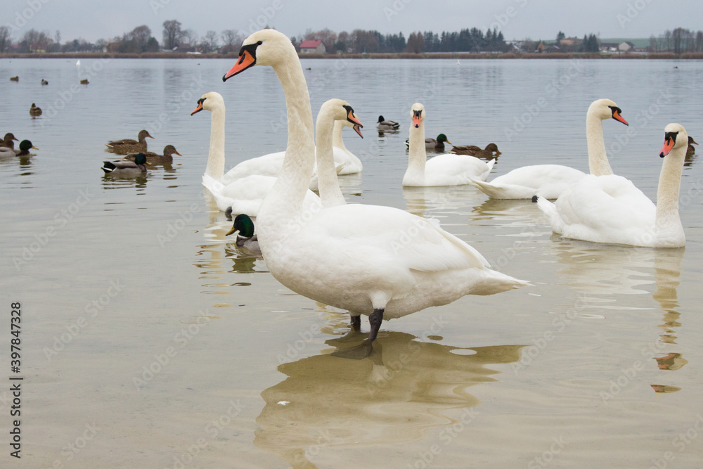 Beautiful Mute Swan ( Cygnus olor ) swimming in the Crystal Clear deep lake