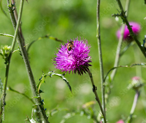 A bee on carduus defloratus flower