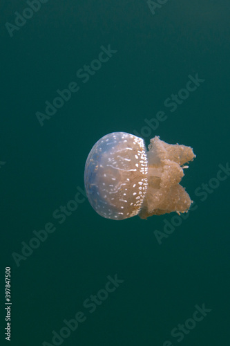 Photo of mastigiidae stingless jellyfish at Mariona Lake photo