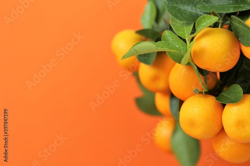 Tangerines bush. ripe tangerines branch on bright orange background. Tangerines on a citrus tree close up.Winter fruits. Vitamin C.Traditional Fruit for Christmas and New Year