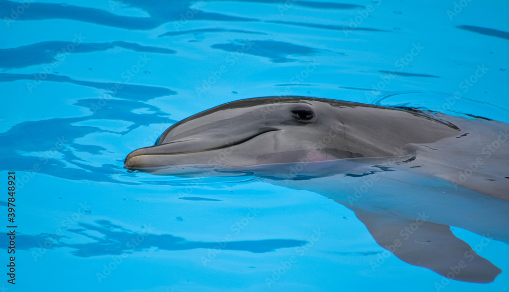 Fototapeta premium dolphin