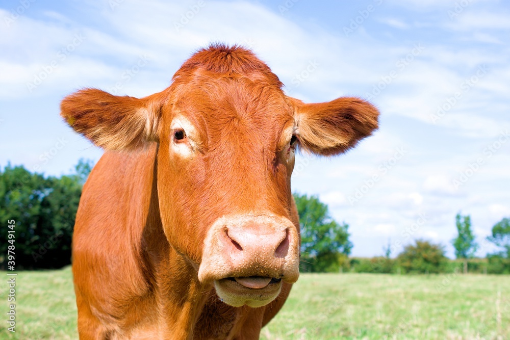 Portrait of dairy cow in a field, against a blue cloudy sky. Portrait of dairy cow in a field, against a blue cloudy sky.