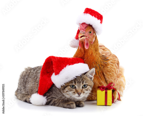 Kitten and chicken in christmas hats with gift.