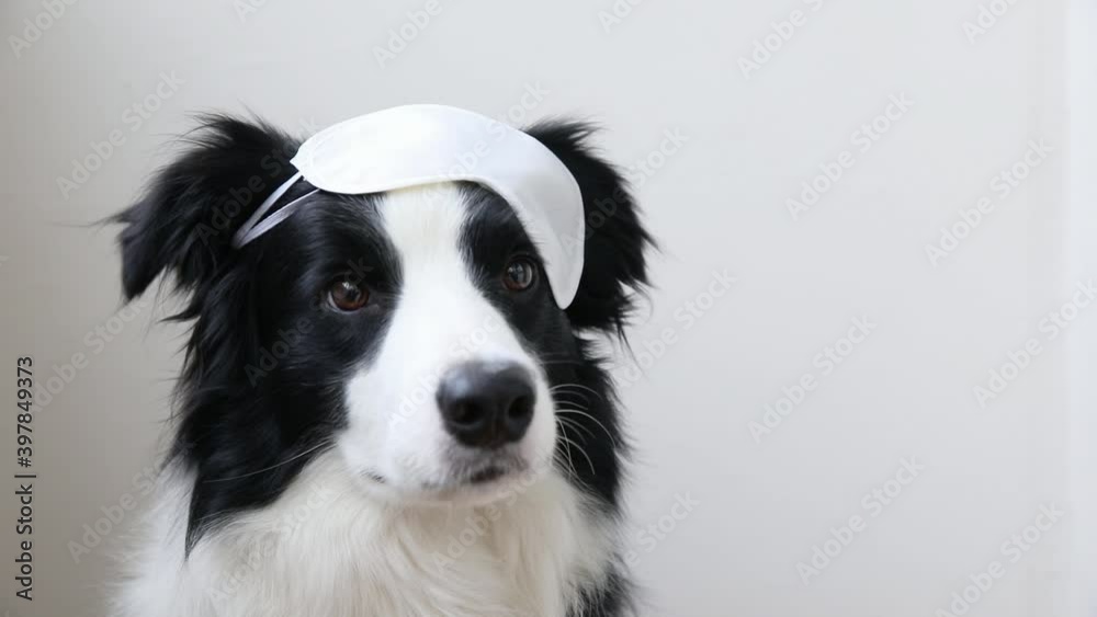 Do not disturb me, let me sleep. Funny cute smiling puppy dog border collie with sleeping eye mask isolated on white background. Rest, good night, siesta, insomnia, relaxation, tired, travel concept