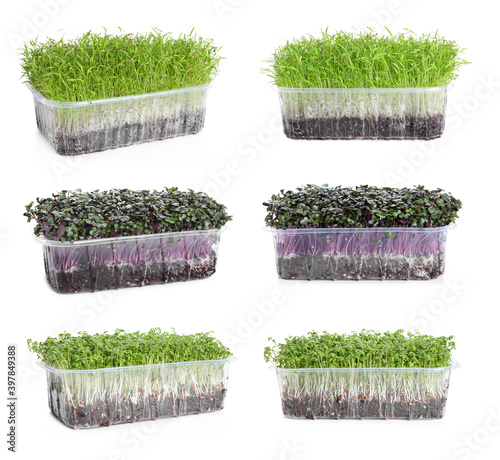 Set of different fresh microgreens on white background