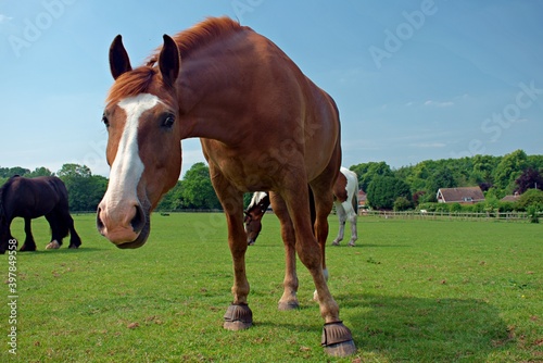 Close up of a brown horse with an apron face © NottmCity