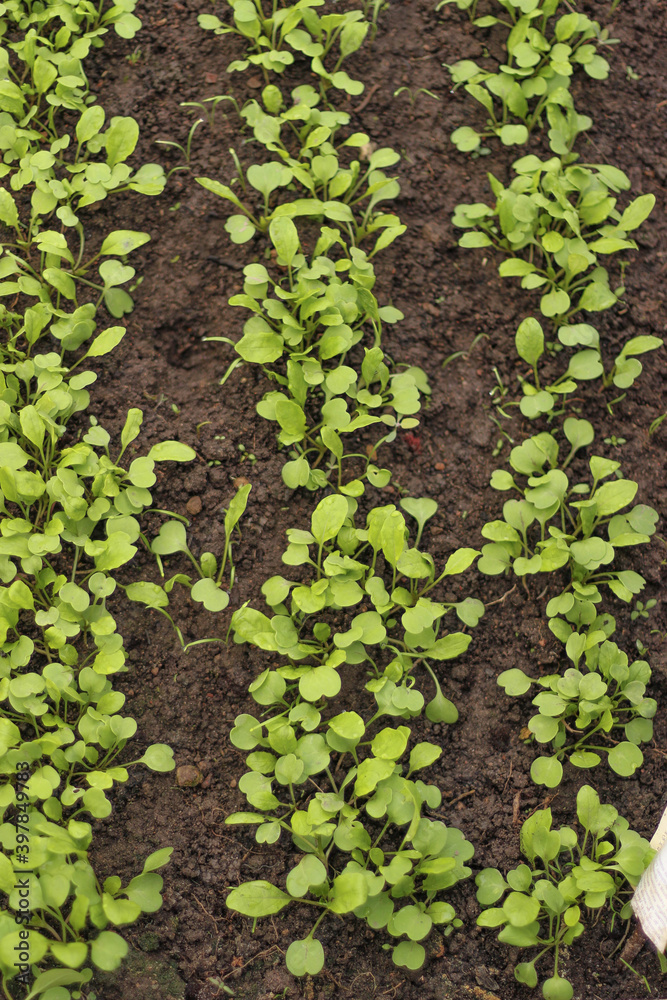 Arugula on the bed. The first vegetables in the garden in early spring. Eco cultivation of radishes on raised beds without the use of fertilizers. Arugula sprouts on soil. Arugula on the bed. The first vegetables in the garden in early spring. Eco cultivation of radishes on raised beds without the use of fertilizers. Arugula sprouts on soil.