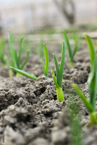 Small green onion sprouts on a bed of black soil. Cultivation of onions in the garden. Leaves and spicy vegetable crops.