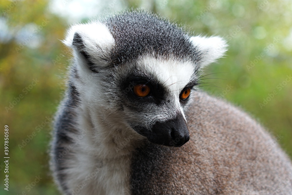 Obraz premium Beautiful close-up portrait of a ring-tailed lemur.