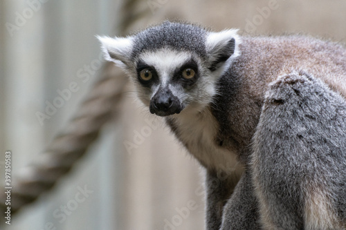 Portrait of a ring-tailed lemur