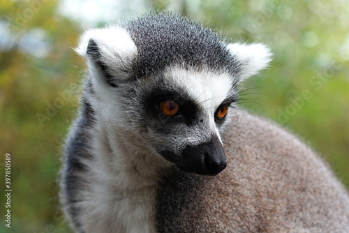 Beautiful close-up portrait of a ring-tailed lemur.