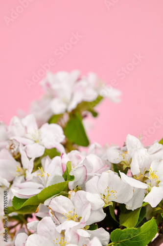 Apple tree branch with pink and white spring flowers on pink background © mikeosphoto