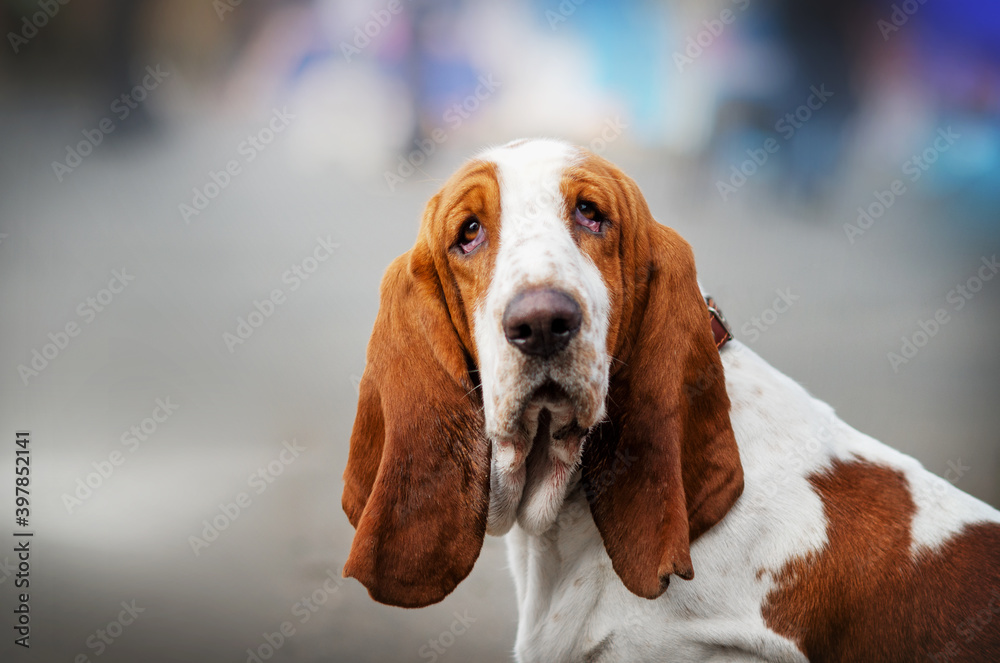 Basset hound funny dog ​​beautiful portrait of breed
